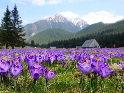 Ганебна поведінка: що витворяють туристи у долині крокусів у Карпатах