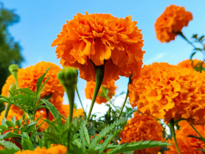 Чим підживити чорнобривці для пишного цвітіння — поради досвідченого садівника