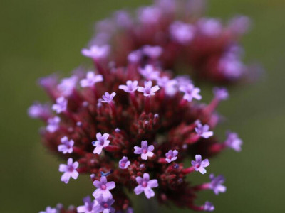 Що посадити замість лаванди: несподівана і прекрасна альтернатива