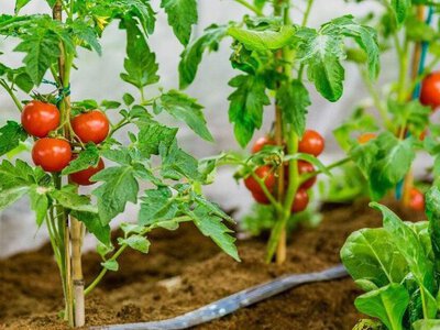 Не поспішайте з грядками: коли висаджувати томати й перець