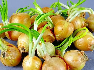 Що робити з пророслою цибулею — готувати чи викидати