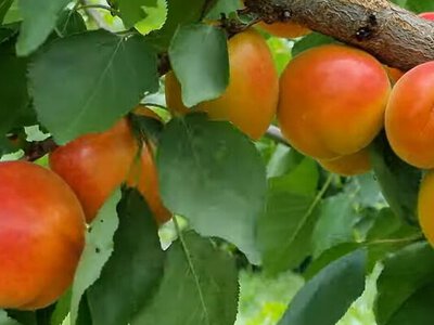 Через весняні морози: ціни на фрукти в Україні зростуть в рази