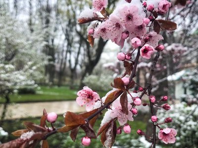 В Україну повертаються заморозки: коли нарешті потепліє?