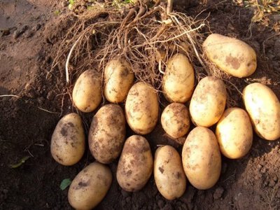 П'ять сортів ранньої картоплі, які копати можна буде вже за 45 днів