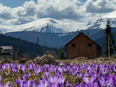 Ганьба таким туристам: приходять подивитися на крокуси, залишають гори сміття у Карпатах