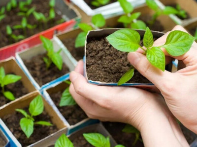 Посівний календар на травень 2026: сприятливі та заборонені дні