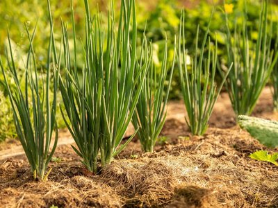 Пір'я цибулі почало жовтіти: чим полити грядку, щоб швидко врятувати врожай 