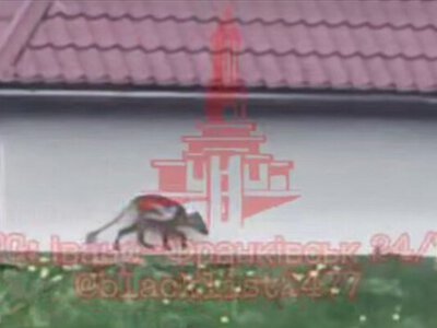 Повернення чупакабри. Зоологи розповіли, що це було (ФОТО, ВІДЕО)