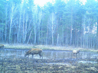 У Чорнобилі з'явилася справжня оаза, що приваблює лісових мешканців