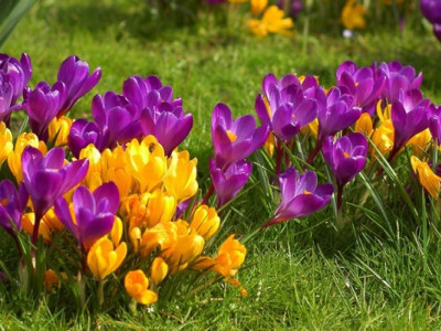 Ці квіти пережили льодовиковий період: у вас є всього 2 тижні, щоб їх побачити