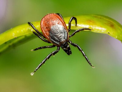 Кліщі активізувалися. Яка ситуація з хворобою Лайма в Україні та як вберегтися