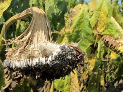 Біла гниль наступає: як локальна проблема стала загрозою для агро