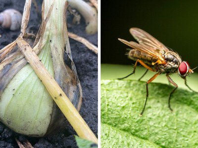 Сезон цибулевої мухи: аграріїв попереджають про небезпечного шкідника