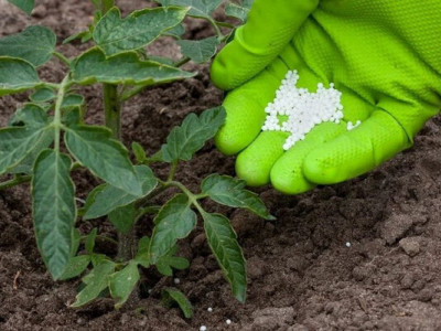 Секрет рекордного врожаю на Дніпропетровщині: чим підживити розсаду томатів та перцю у квітні
