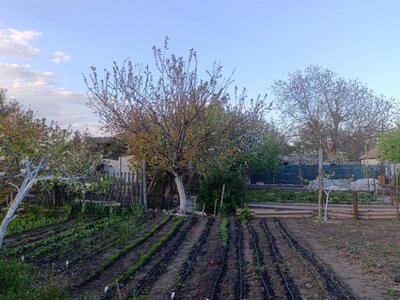 Травень на городі: що і коли садити, щоб отримати щедрий врожай