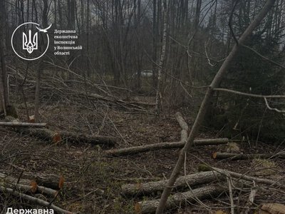 Під час перевірки Камінь-Каширської міськради виявили масштабну незаконну вирубку лісу: збитки — понад 22 мільйони гривень