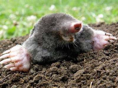 Кріт у саду – не ворог: фахівці пояснюють, чому не варто знищувати тварину