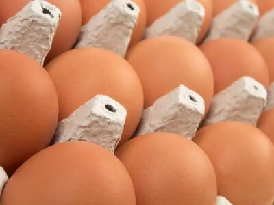 Україна наростила експорт яєць на 77% у 2025 році — до 137,5 тис. т