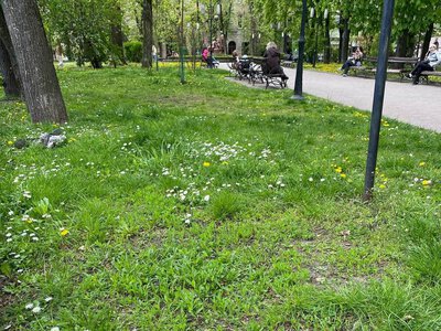 Косити чи ні: у Франківську пропонують новий підхід до догляду за газонами