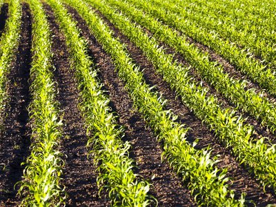 Agrohub оцінив ефективність агровиробництва у сезоні 2025: прогнозний EBITDA — 410 $/га