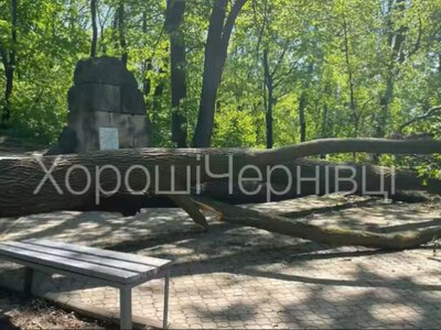 У парку Федьковича впало величезне дерево біля памʼятника Йозефу Главці