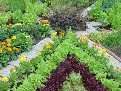 Сад в стилі «Natural Garden»: гармонійне поєднання овочів і квітів на одній клумбі