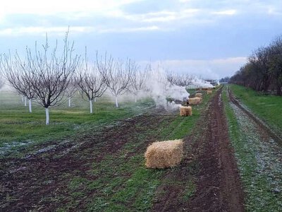 У Великоолександрівській громаді Херсонщини зберегли врожай абрикосів