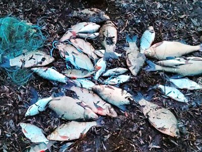  На Чернігівщині викрито браконьєра, який незаконно виловив риби на 54162 грн 