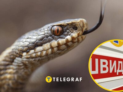 Укус гадюки не завжди отруйний: експерт зі змій пояснив, кого не бере токсин