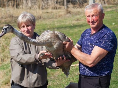Лебідь Гулич подружився з курями і собаками: подружжя розповіло, як врятувало і доглядало птаха