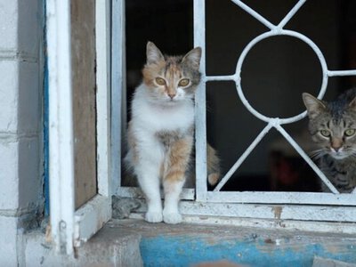 Родина відомого запорізького актора евакуювала близько сто тварин на Черкащину: як склалося їхнє життя (відео, фото)