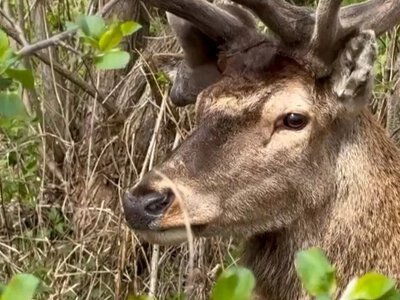 Олень Борис вдруге потрапив у ДТП: у якому він стані