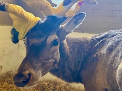 Олень Борис пережив ще одну аварію: : що відомо про стан тварини