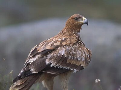 Рідкісне явище: в Одеському зоопарку одразу три пари орлів-могильників відклали яйця