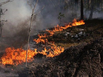 У Чорнобильській зоні вирує масштабна лісова пожежа: вогонь охопив понад 1100 гектарів
