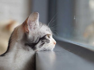 Україну на вихідних накриють дощі та грози, але не без винятків