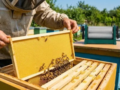 Їм немає що взяти в природі: як холодна весна вплинула на бджіл і медозбір