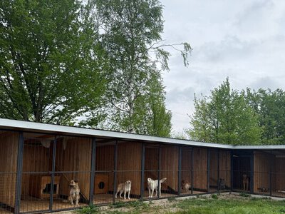 Притулок на 138 тварин: як працює пункт тимчасового утримання у Сторожинці на Буковині