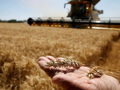Фермерська помилка, яка коштує врожаю: чим ризикують аграрії