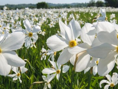 Неймовірна краса! На Закарпатті розквітла Долина нарцисів (ФОТО)