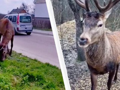 У мене немає фінансової можливості йому допомогти, - водійка, яка збила оленя Бориса з Рівненщини