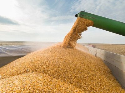 На Полтавщині розслідують розтрату зерна на понад 42 мільйони гривень