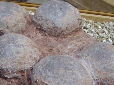 Палеонтологи натрапили на гігантське гніздо титанозаврів у Франції