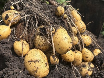 Новий шкідник загрожує врожаю картоплі: аграрії б'ють на сполох
