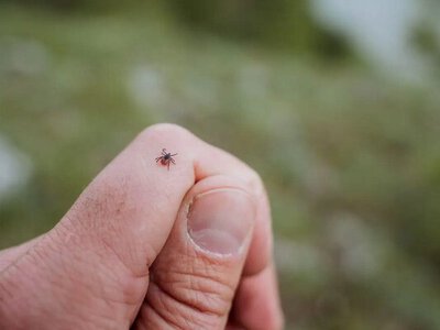 Як виявити кліща за допомогою телефона