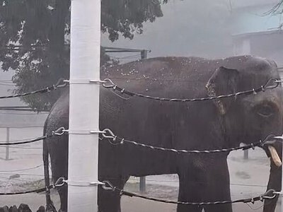Директор Миколаївського зоопарку показав відео, як слони купалися під зливою