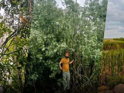 Сотні солов’їв та дерева 7 метрів заввишки: який нині має вигляд ліс на місці знищеної Каховської ГЕС