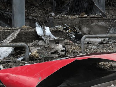 Котик на руїнах ТЦ Квадрат на Лукʼянівці зворушив киян