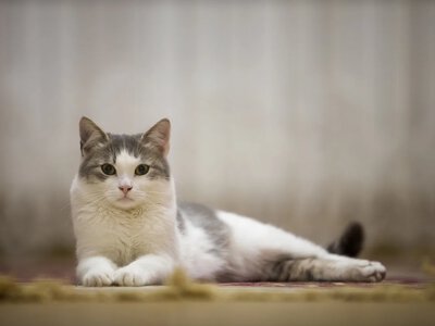 Чому відмова від щеплень може коштувати життя для домашнього улюбленця