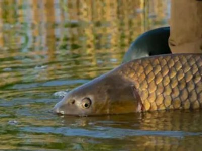 На Хрінницькому водосховищі відбудеться благодійний фестиваль риболовлі